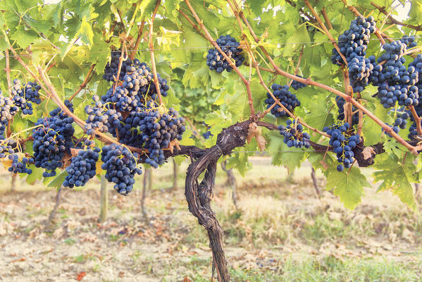 Europe,Italy,Umbria,Perugia district,Montefalco.
Grape vine in autumn 