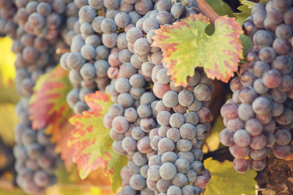 Europe,Italy,Umbria,Perugia district,Montefalco.
Grapes vine in autumn 