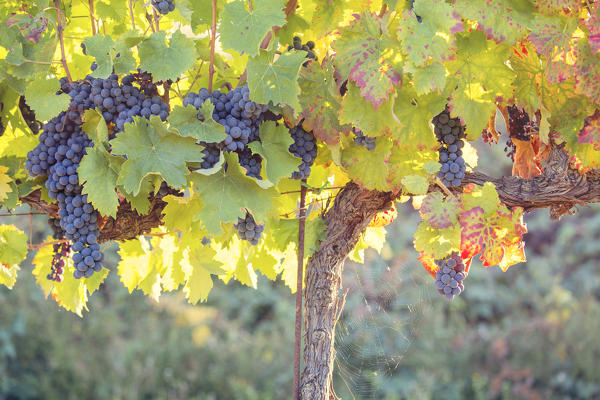 Europe,Italy,Umbria,Perugia district,Montefalco.
Grape vine in autumn 