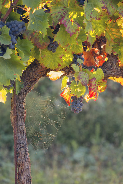 Europe,Italy,Umbria,Perugia district,Montefalco.
Grape vine in autumn 