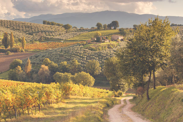 Europe,Italy,Umbria,Perugia district,Montefalco.
Vineyards in autumn 