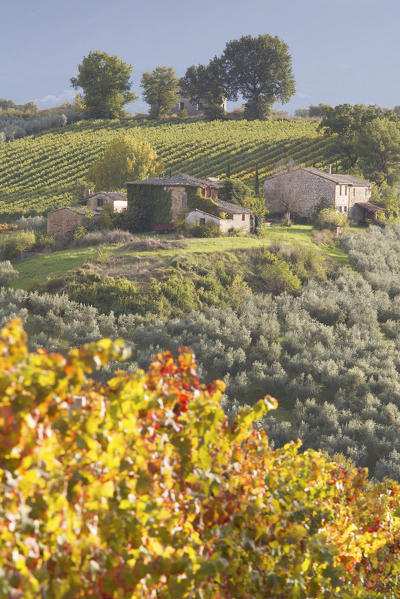 Europe,Italy,Umbria,Perugia district,Montefalco.
Vineyards in autumn 