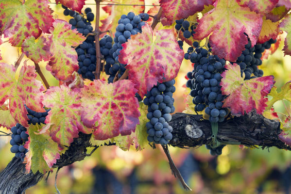 Europe,Italy,Umbria,Perugia district,Montefalco.
Grapes vine in autumn 