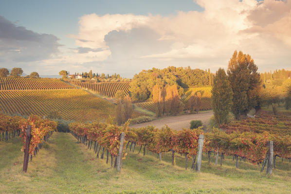 Europe,Italy,Umbria,Perugia district,Montefalco.
Vineyards in autumn 