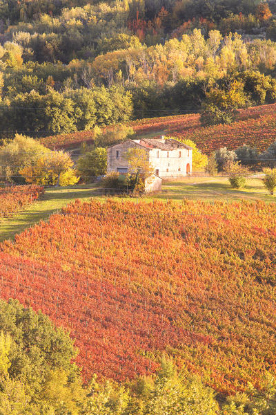 Europe,Italy,Umbria,Perugia district,Montefalco.
Vineyards in autumn 