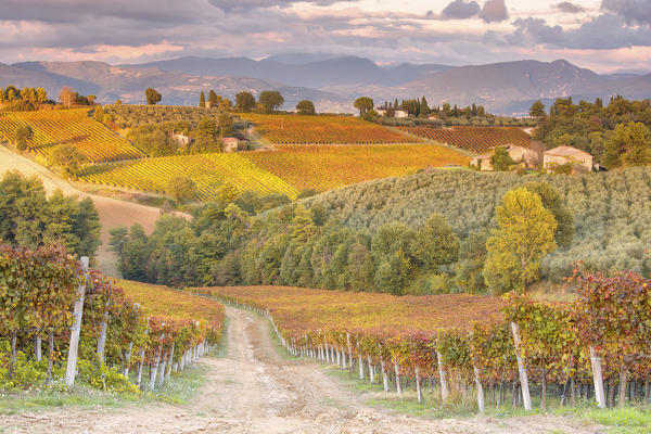 Europe,Italy,Umbria,Perugia district,Montefalco.
Vineyards in autumn 