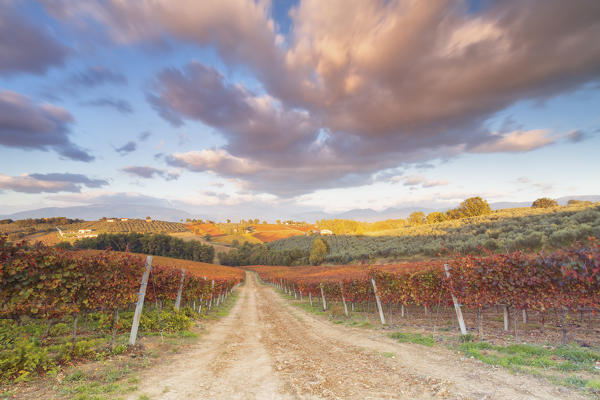 Europe,Italy,Umbria,Perugia district,Montefalco.
Vineyards in autumn 