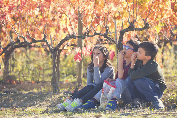 Europe,Italy,Umbria,Perugia district,Montefalco.
Children playing in a vineyard.