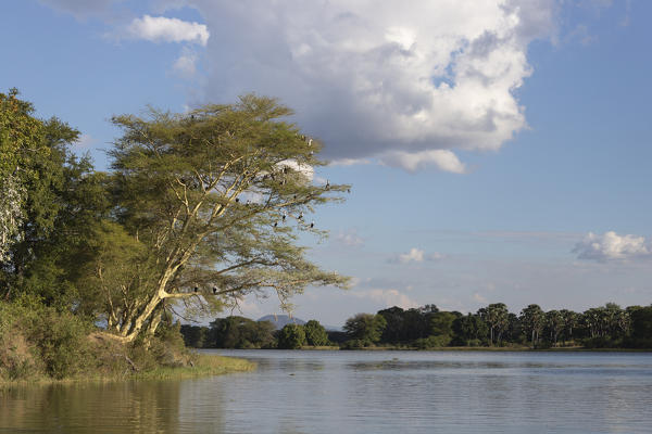 Africa, Malawi, Liwonde district, Wildlife safari in the National park of Liwonde 