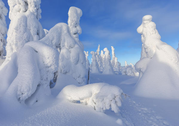 Typical ice sculptures in the woods of Riisitunturi national park, posio, lapland, finland, europe