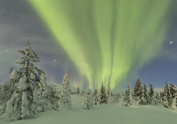 Northern light (aurora borealis) in a woods of Pallas - Yllästunturi national park, Muonio, Lapland, Finland, Europe
