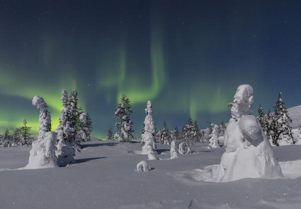 Northern light (aurora borealis) in a woods of Pallas - Yllästunturi national park, Muonio, Lapland, Finland, Europe

