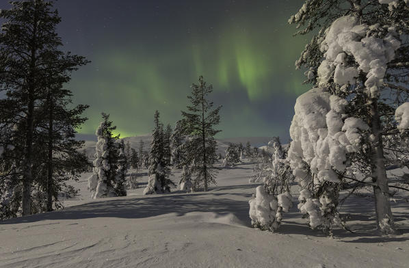 Northern light (aurora borealis) in a woods of Pallas - Yllästunturi national park, Muonio, Lapland, Finland, Europe
