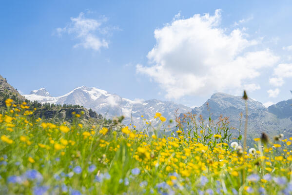 Monte Rosa massif behind the flowers at Alpe Ceuccaz, Val d Ayas, Valle d Aosta, Italian alps, Italy