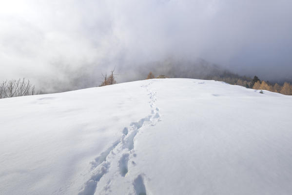 Footsteps in the snow, Valle Soana, Gran Paradiso National Park, Piedmont, Italian alps, Italy