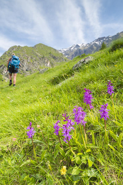 Orchids on the path, with an hiker, Campiglia valley, Valle Soana, Gran Paradiso National Park, Piedmont, Province of Turin, Italian alps, Italy