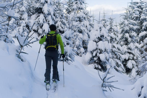 Skier in winter landscape, Alpe Tagliato, Valtellina, Lombardy, Italy