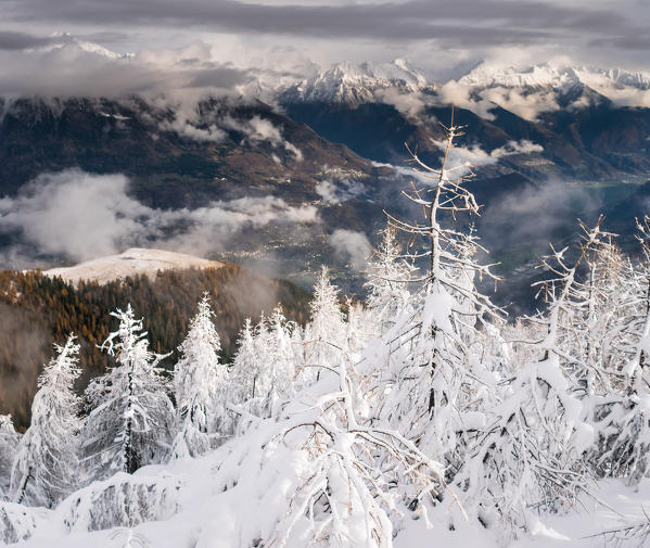 Severe contrasts between larchs filled with snow and the dark bottom of and alpine valley, Valtellina, Italy