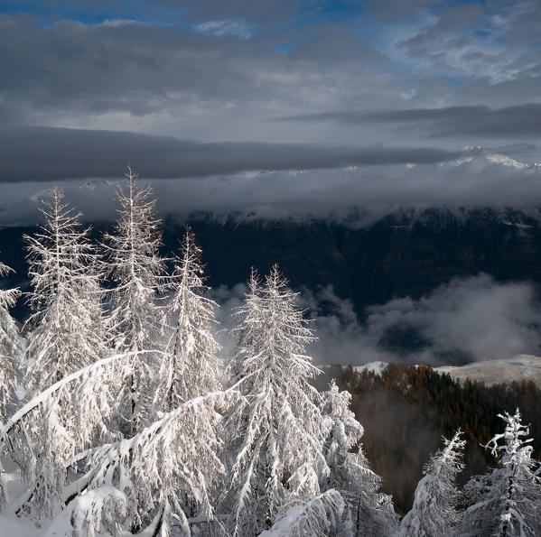 Severe contrasts between a recent snow covered larchs and the dark bottom of and alpine valley, Valtellina, Italy