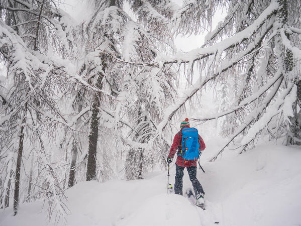 Skier in the forest of Olano, Valgerola, Valtellina, Lombardy, Italy, Alps