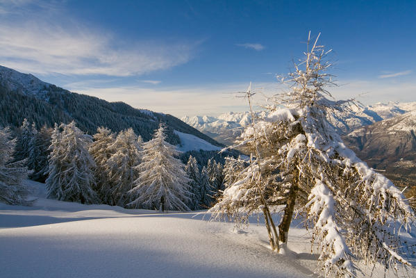 Winter landscape with trees covered by snow at Motta di Olano, Valtellina, Lombardy, Italy