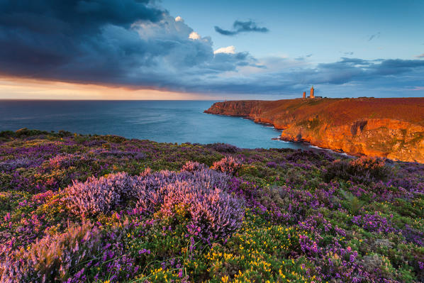 Cap Fréhel, Brittany, France. Blooms of heather and gorse wild at sunset on the cliffs. 
This cliff is about 70 meters high and is one of the richest ornithological reserves of all of Brittany.