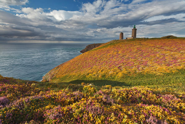 Cap Frehel, Brittany, France. Summer blooms of wild heather and gorse