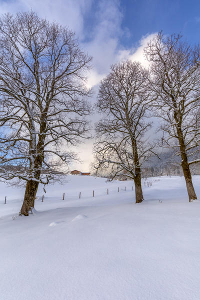 Bavarian countryside in winter, house among the trees, Ramsau, Berchtesgadener Land district, Upper Bavaria, Bavaria, Germany