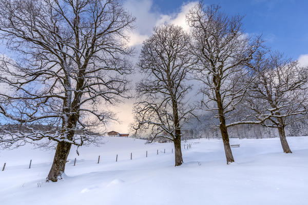 Bavarian countryside in winter, house among the trees, Ramsau, Berchtesgadener Land district, Upper Bavaria, Bavaria, Germany