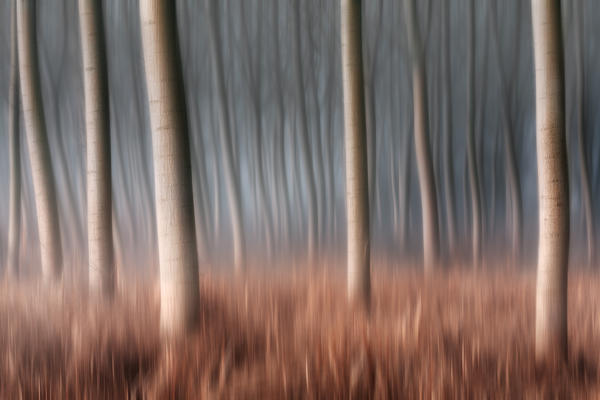 Plain Piedmont, Piedmont, Italy. Autumn abstract poplars