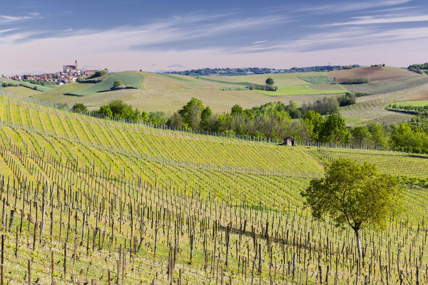 Monferrato, Asti district, Piedmont, Italy. Landscapes of the Monferrato wine region,on the Grana village background