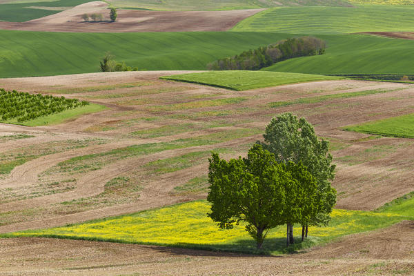 Monferrato, Asti district, Piedmont, Italy. Landscapes of the Monferrato wine region