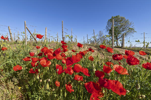 Monferrato, Asti district, Piedmont, Italy. Landscapes of the Monferrato wine region,poppies in the vineyards