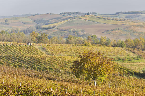 Monferrato, Asti district, Piedmont, Italy. Autumn in the Monferrato wine region
