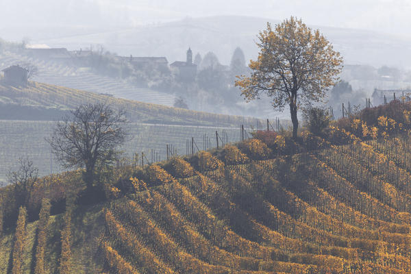 Langhe, Cuneo district, Piedmont, Italy. Autumn in the Langhe wine region 