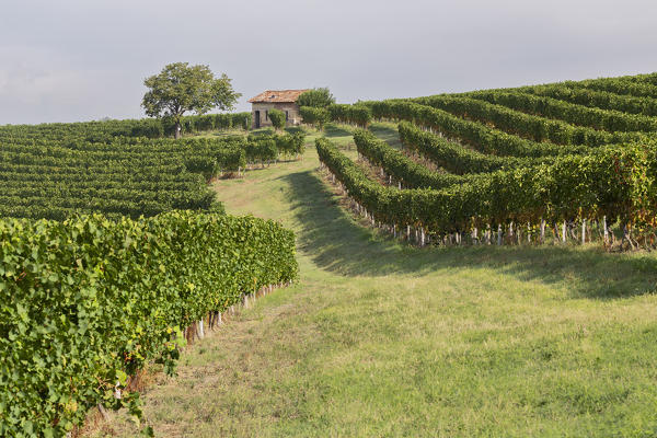 Monferrato, Asti district, Piedmont, Italy. Summer in the Monferrato wine region,ancient small farmhouse
