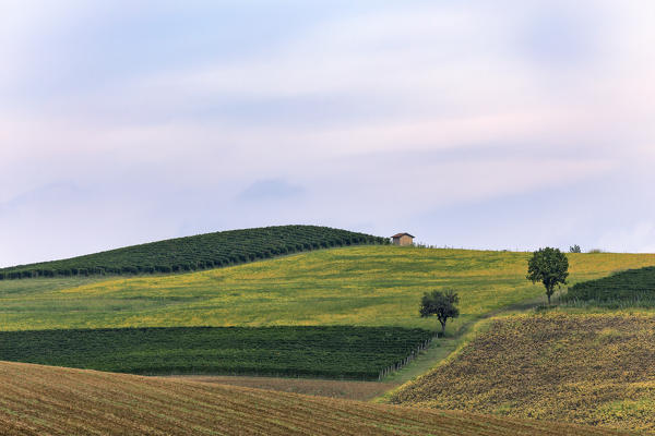 Monferrato, Asti district, Piedmont, Italy. Summer landscapes of the Monferrato