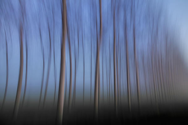 Plain Piedmont, Piedmont, Italy. Abstract poplars grove in the fog