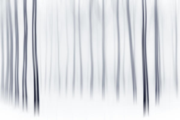 Plain Piedmont, Piedmont, Italy. Winter abstract trees