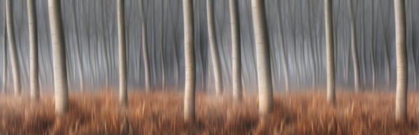 Piedmont plain,Piedmont, Italy.Panoramic autumn abstract trees