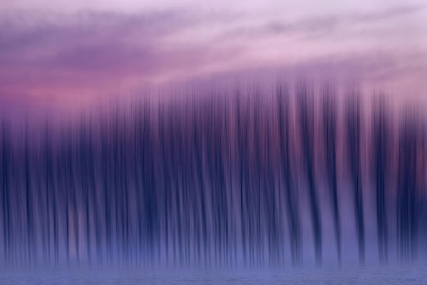 Plain Piedmont, Piedmont, Italy. Poplars impressions of light