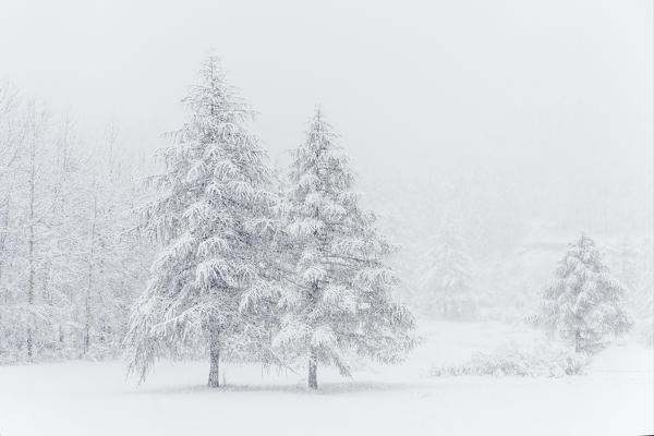 Chisone Valley (Valle Chisone), Turin province, Piedmont, Italy, Europe. Blizzard landscapes into Piedmont mountains