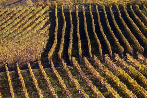 Langhe, Cuneo district, Piedmont, Italy, Europe. Barolo wine region
