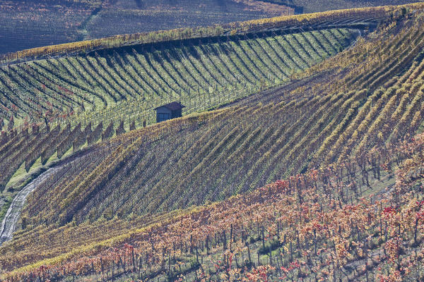 Langhe, Cuneo district, Piedmont, Italy, Europe. Barolo wine region
