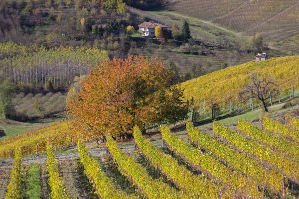 Langhe, Cuneo district, Piedmont, Italy, Europe. Barolo wine region
