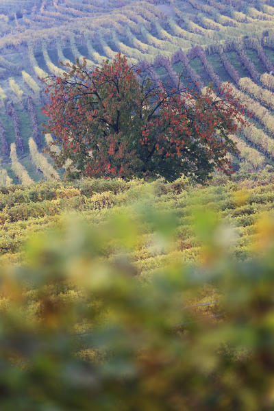 Langhe, Cuneo district, Piedmont, Italy. Barolo wine region