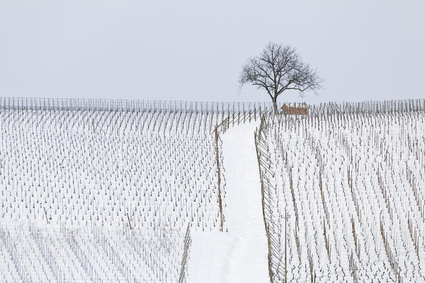 Langhe, Cuneo district, Piedmont, Italy. Langhe wine region winter snow