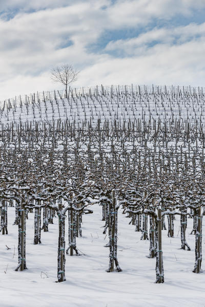 Langhe, Cuneo district, Piedmont, Italy. Langhe wine region winter snow