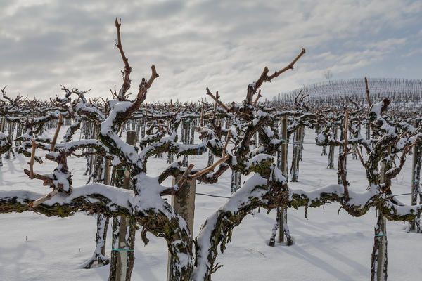 Langhe, Cuneo district, Piedmont, Italy. Langhe wine region winter snow