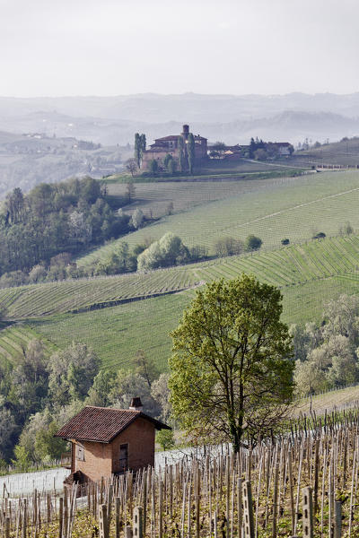 Langhe, Cuneo district, Piedmont, Italy. Langhe wine region spring